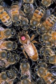  Queen retinue grooming bees grooming the queen; photo by The BeeMD photo collection
